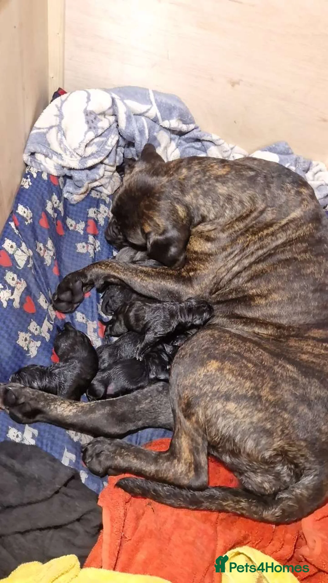 Cane Corso dogs for sale: Cane corso puppies  in Abertillery - Advert 8