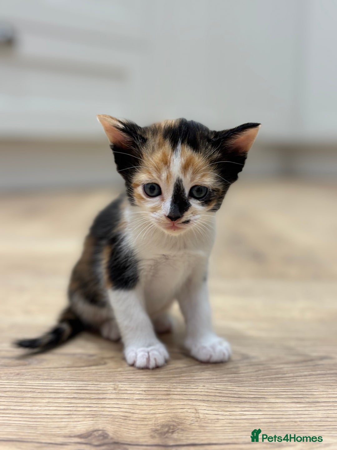 Mixed Breed cats for sale: 🌟Beautiful Oriental x Maine Coon Kittens🌟 - Image 6