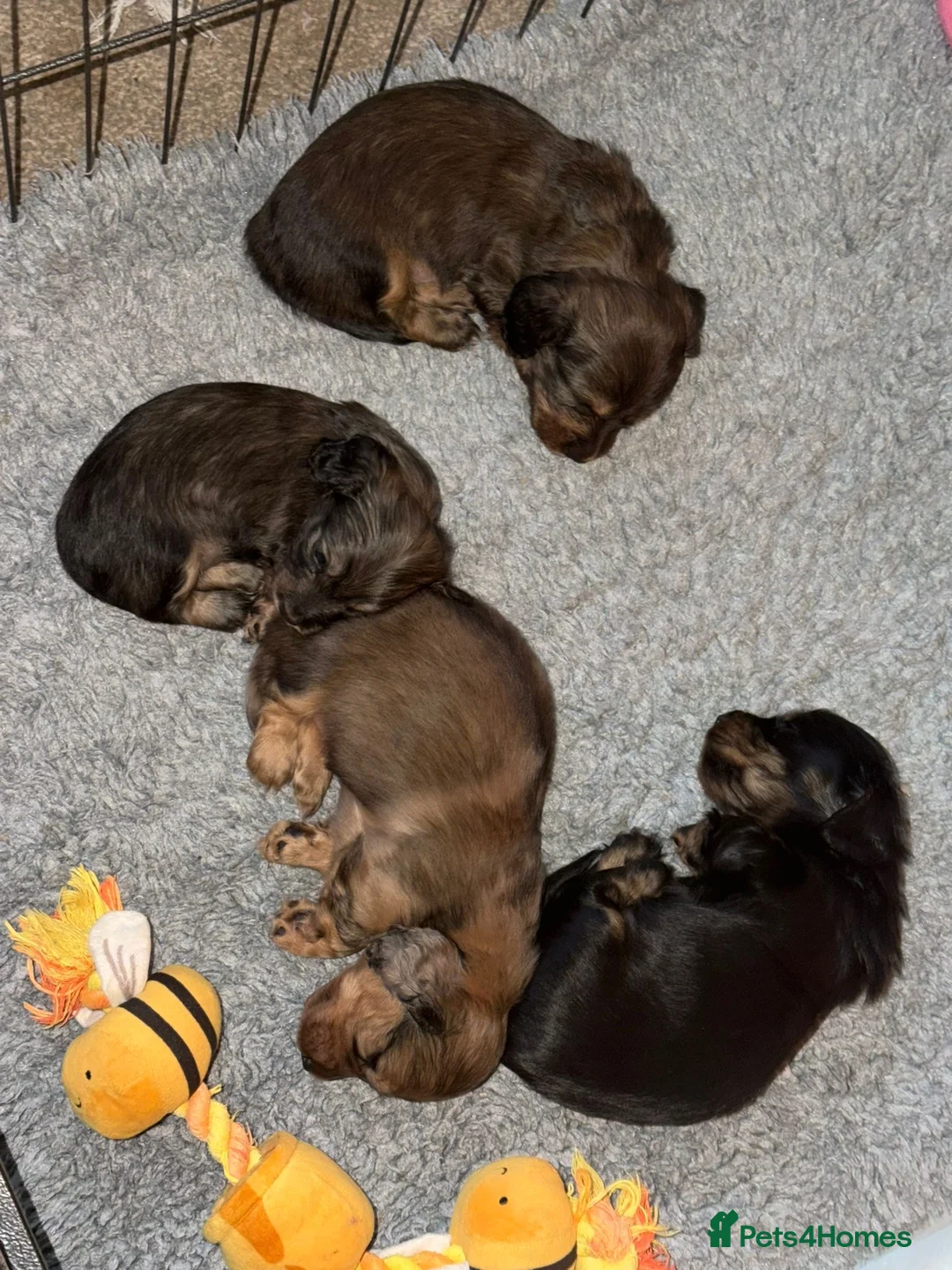 Miniature Dachshund dogs for sale: Adorable playful puppies - Advert 14