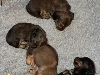 Miniature Dachshund dogs Adorable longhaired mini dachshund puppies - Advert 2