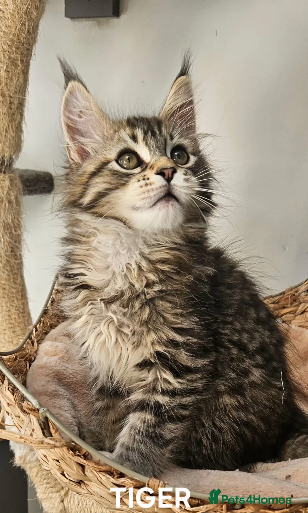 Maine Coon cats for sale: Large Maine Coon kittens regd European bloodline  - Advert 2