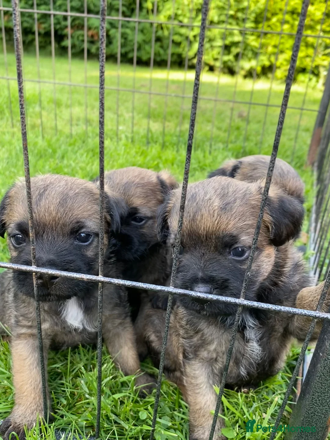 Border Terrier dogs for sale: Border terrier puppies in Llandrindod Wells - Advert 1