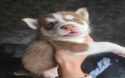 Siberian Husky dogs for sale: Gorgeous Litter of Husky Puppies - Image 2