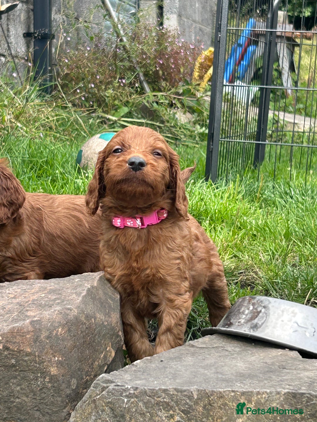 Irish Doodle dogs for sale: Irish doodles - Image 14