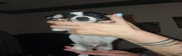 Jack Russell dogs for sale: Jack russel  - Advert 2
