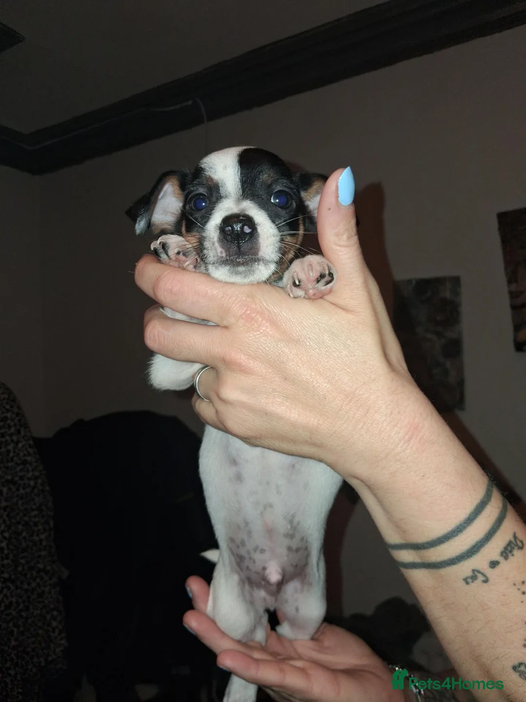 Jack Russell dogs for sale: Jack russel  - Advert 2
