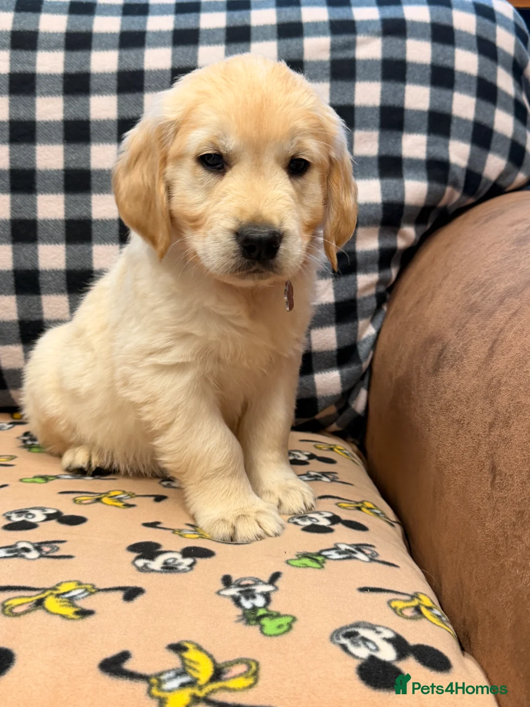 Golden Retriever dogs for sale: 🐶Fluffy bears looking for forever home💕💕 ! - Advert 21