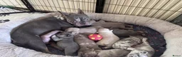 French Bulldog dogs for sale: Stunning French Bulldog Puppies for sale. in Southampton - Advert 2