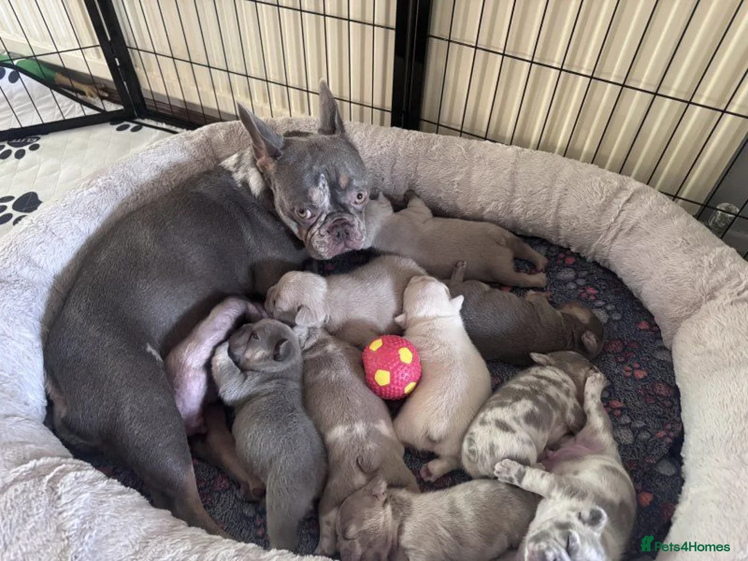 French Bulldog dogs for sale: Stunning French Bulldog Puppies for sale. in Southampton - Advert 2