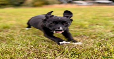 Mixed Breed dogs - Advert 7