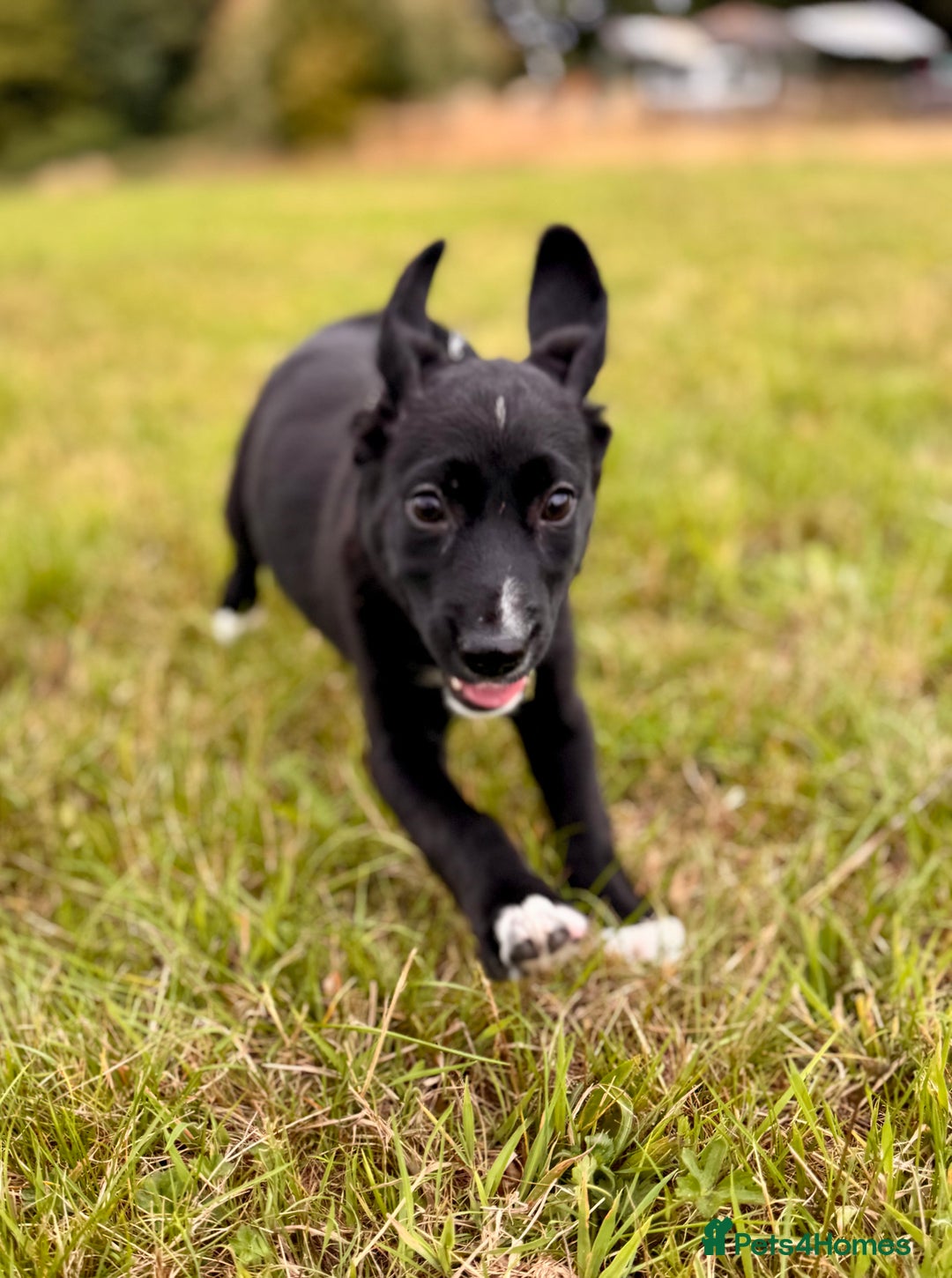 Mixed Breed dogs for sale: Big ears!! cocker spaniel x German shepherd puppys - Image 8