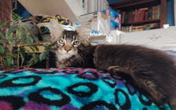 Maine Coon cats for sale: Home raised stunning Mainecoon boys. - Image 34