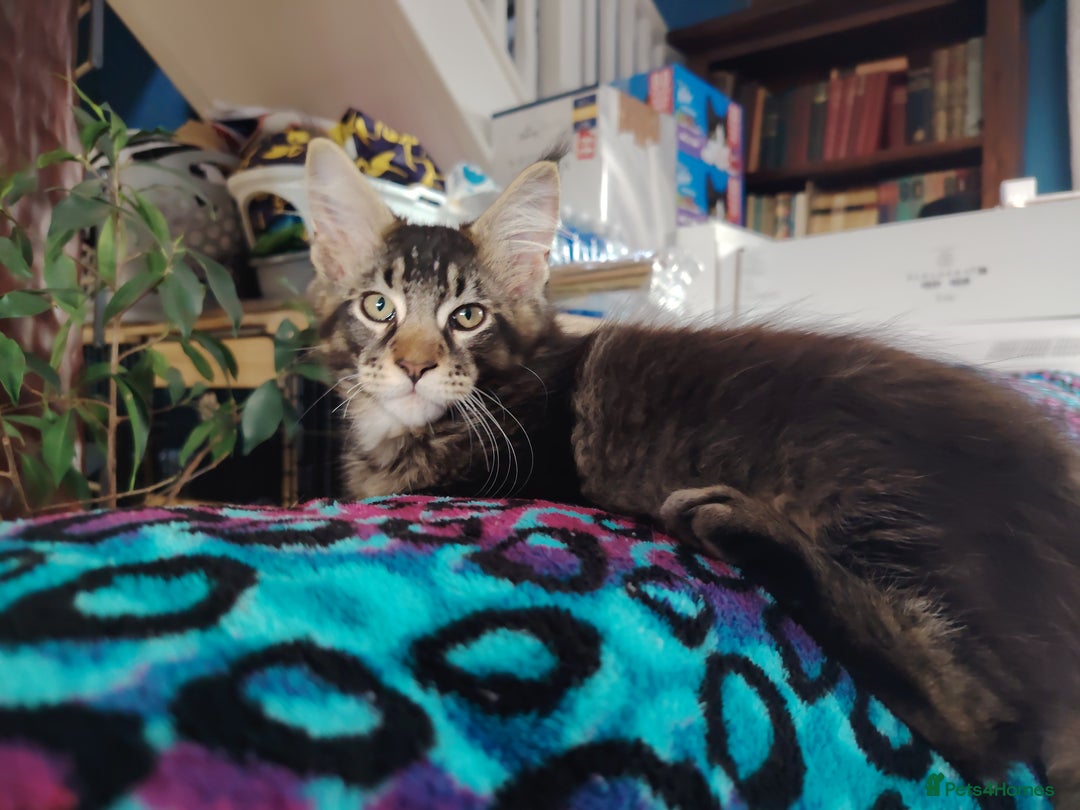 Maine Coon cats for sale: Home raised stunning Mainecoon boys. - Image 34