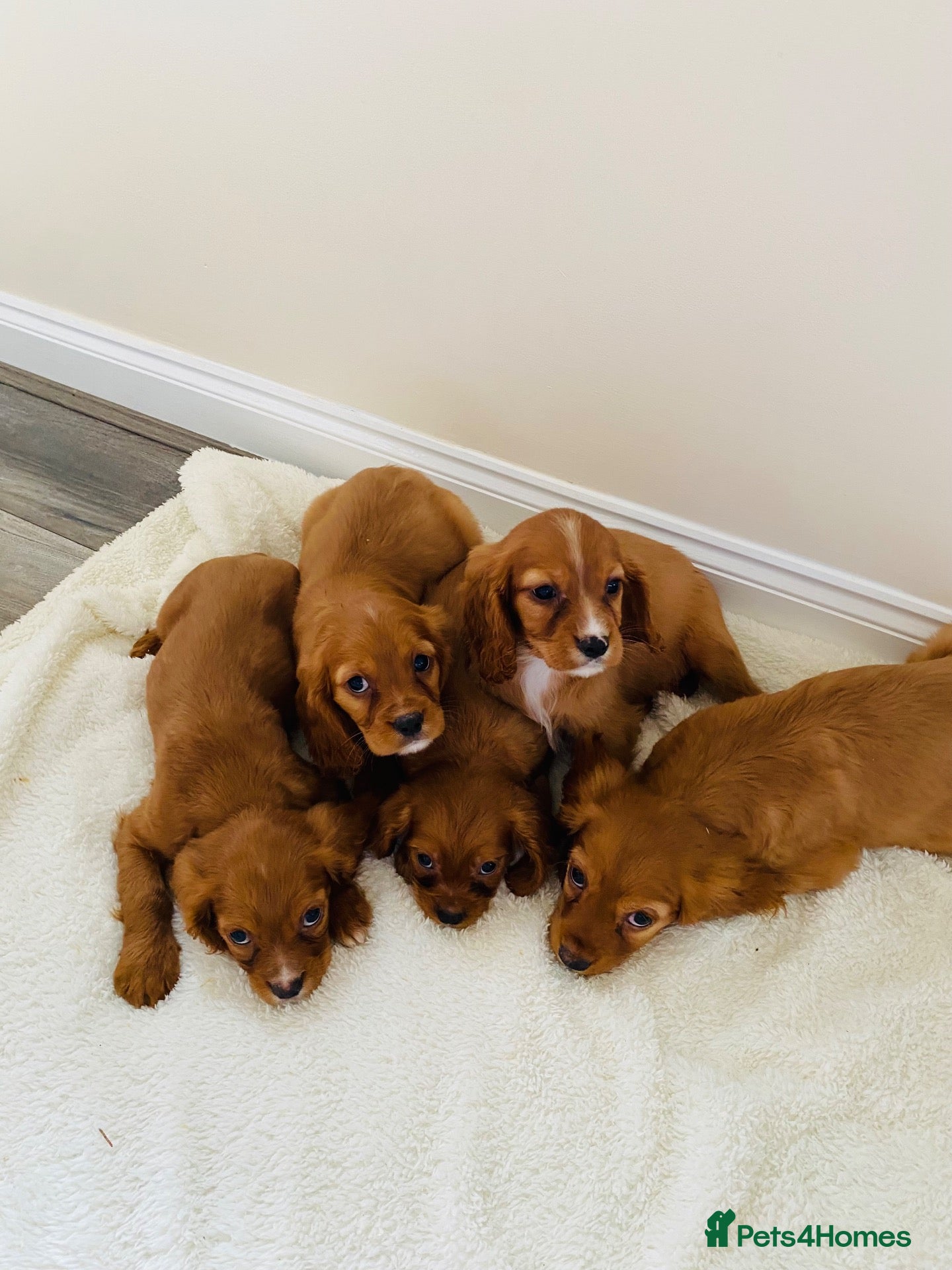 Cockalier dogs for sale: Cockalier puppy’s  - Advert 1