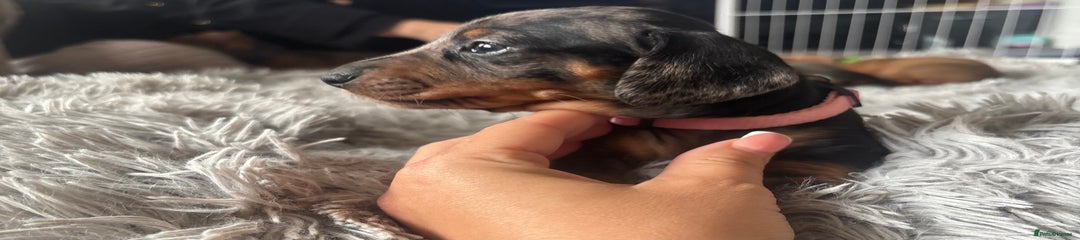 Miniature Dachshund Puppy 8