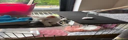 Mixed Breed cats for sale: White kittens  - Advert 4