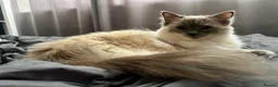 Ragdoll cats for sale: Beautiful Ragdoll Kittens - Advert 6