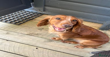 Cocker Spaniel dogs - Advert 12