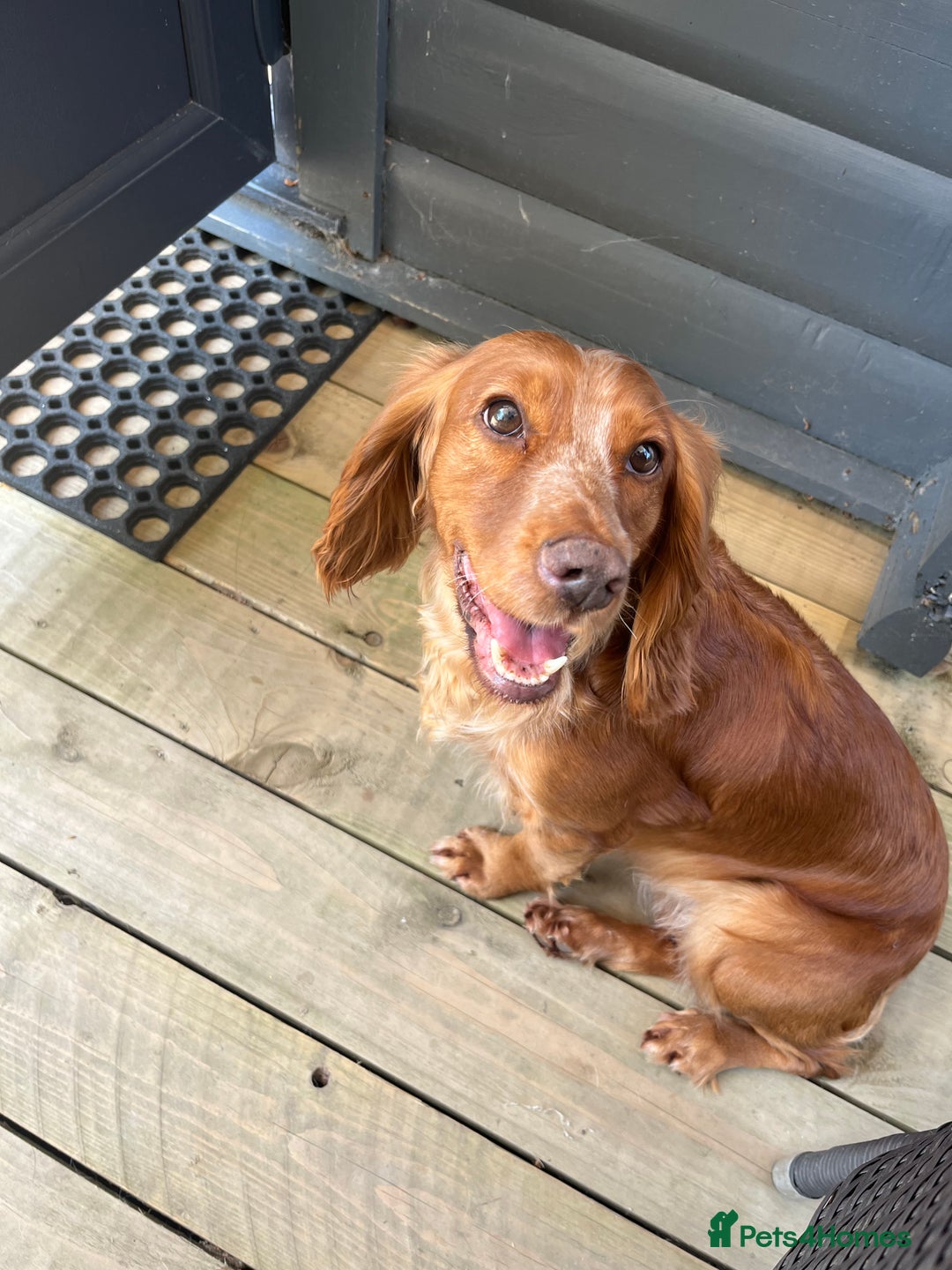 Cocker Spaniel dogs for sale: Full working cocker puppies for sale - Image 2