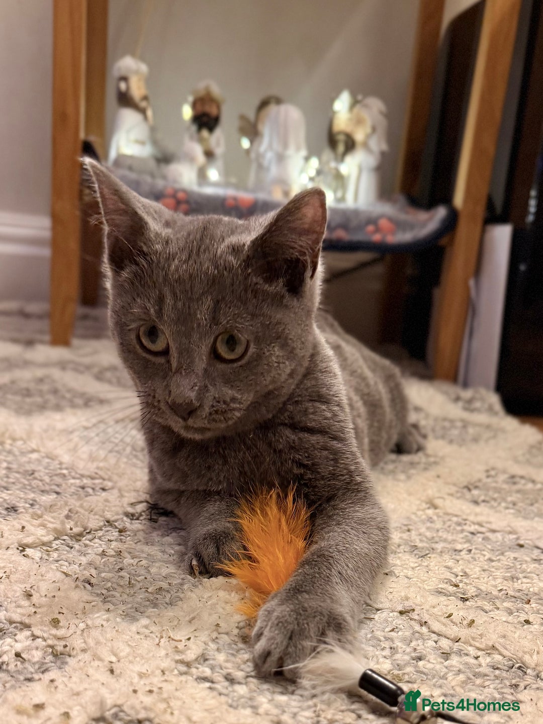 Russian Blue cats for sale: Pure Russian Blue Boy❄️ - Advert 10
