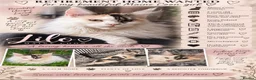 Maine Coon cats for sale: Pet Female calio mainecoon  - Advert 4
