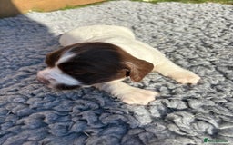 English Springer Spaniel dogs for sale: Stunning KC Reg Springer Spaniel Puppies For Sale - Image 8
