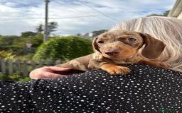 Miniature Dachshund dogs for sale: *READY NOW! 2 STUNNING KC REG MINI DACHSHUND BOYS* - Image 28