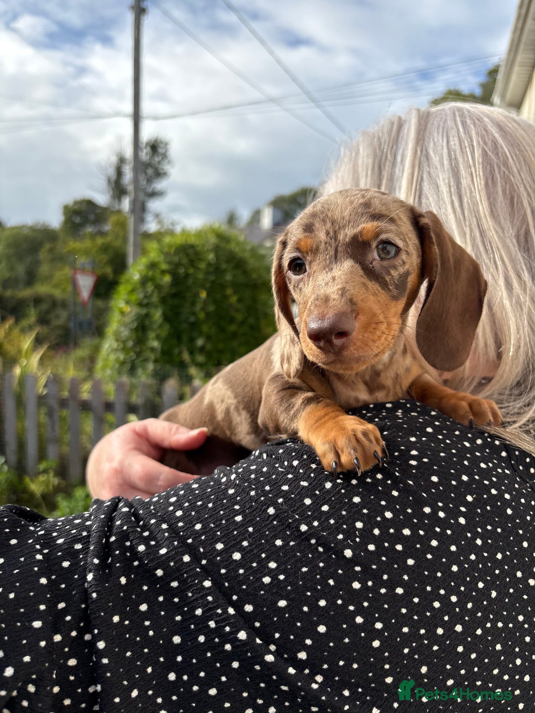 Miniature Dachshund dogs for sale: *READY NOW! 2 STUNNING KC REG MINI DACHSHUND BOYS* - Image 28