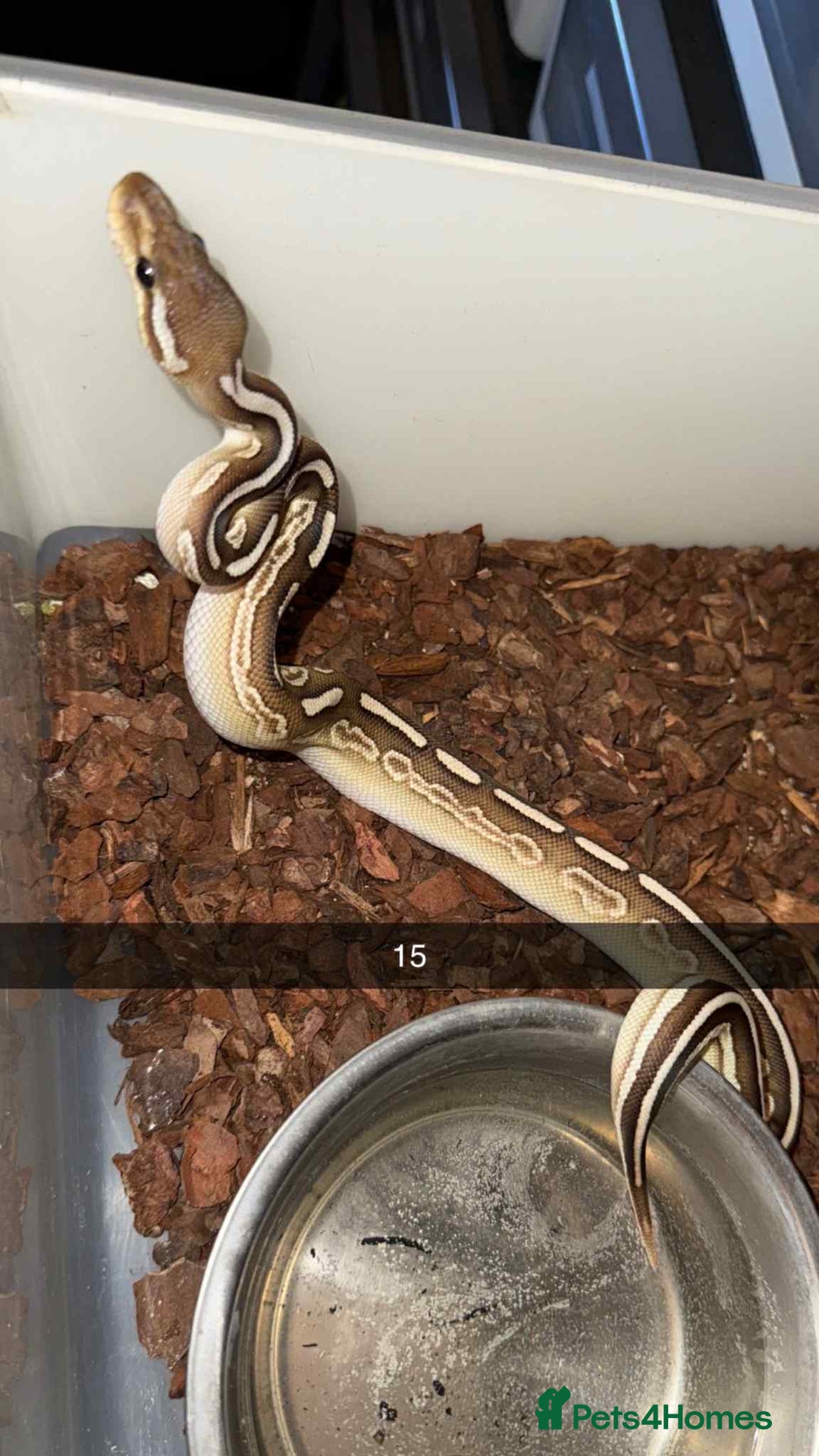 Snake reptiles for sale: Royal Python / Boa  - Image 15
