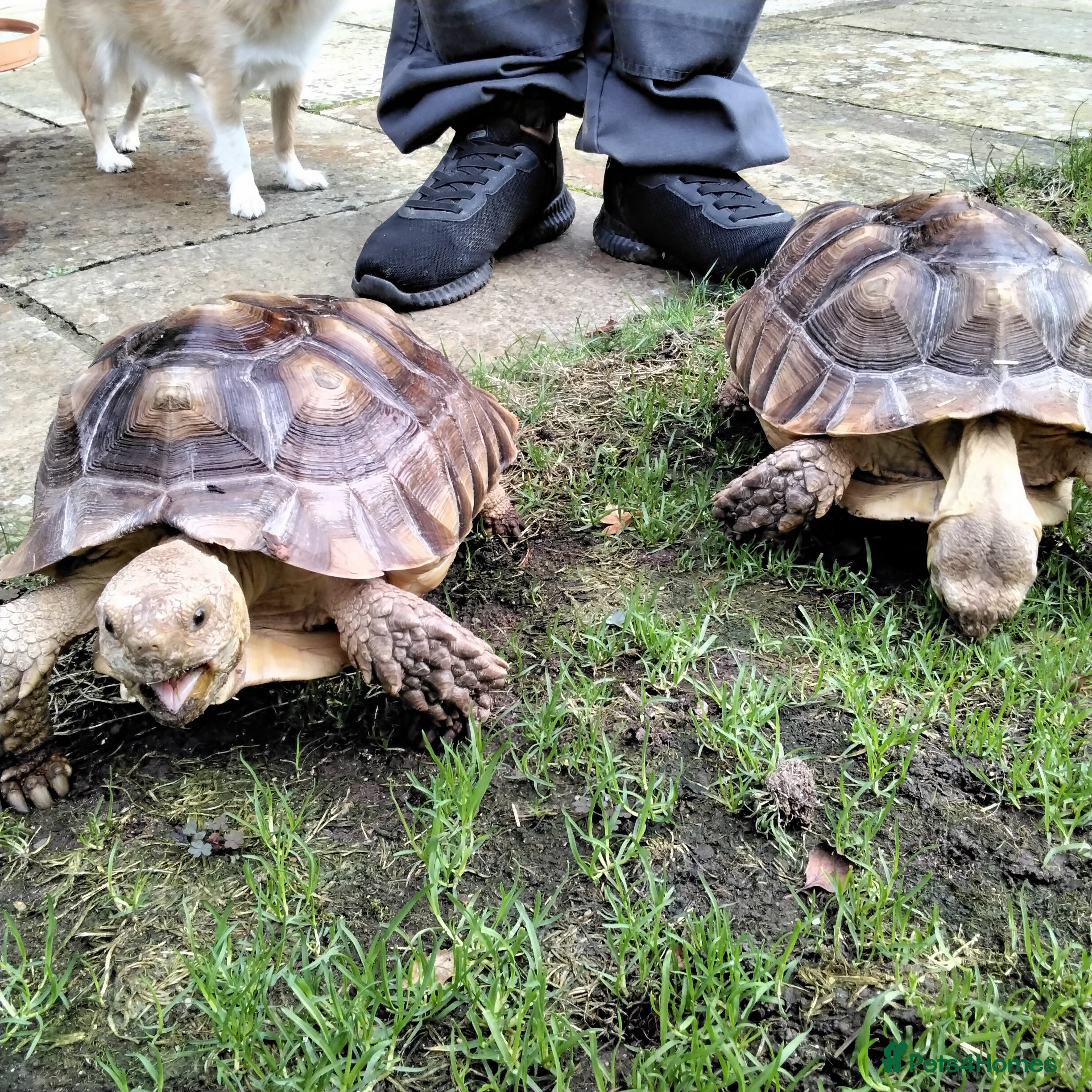Tortoise reptiles Two Sulcata Tortoise  in Maldon - Advert 1