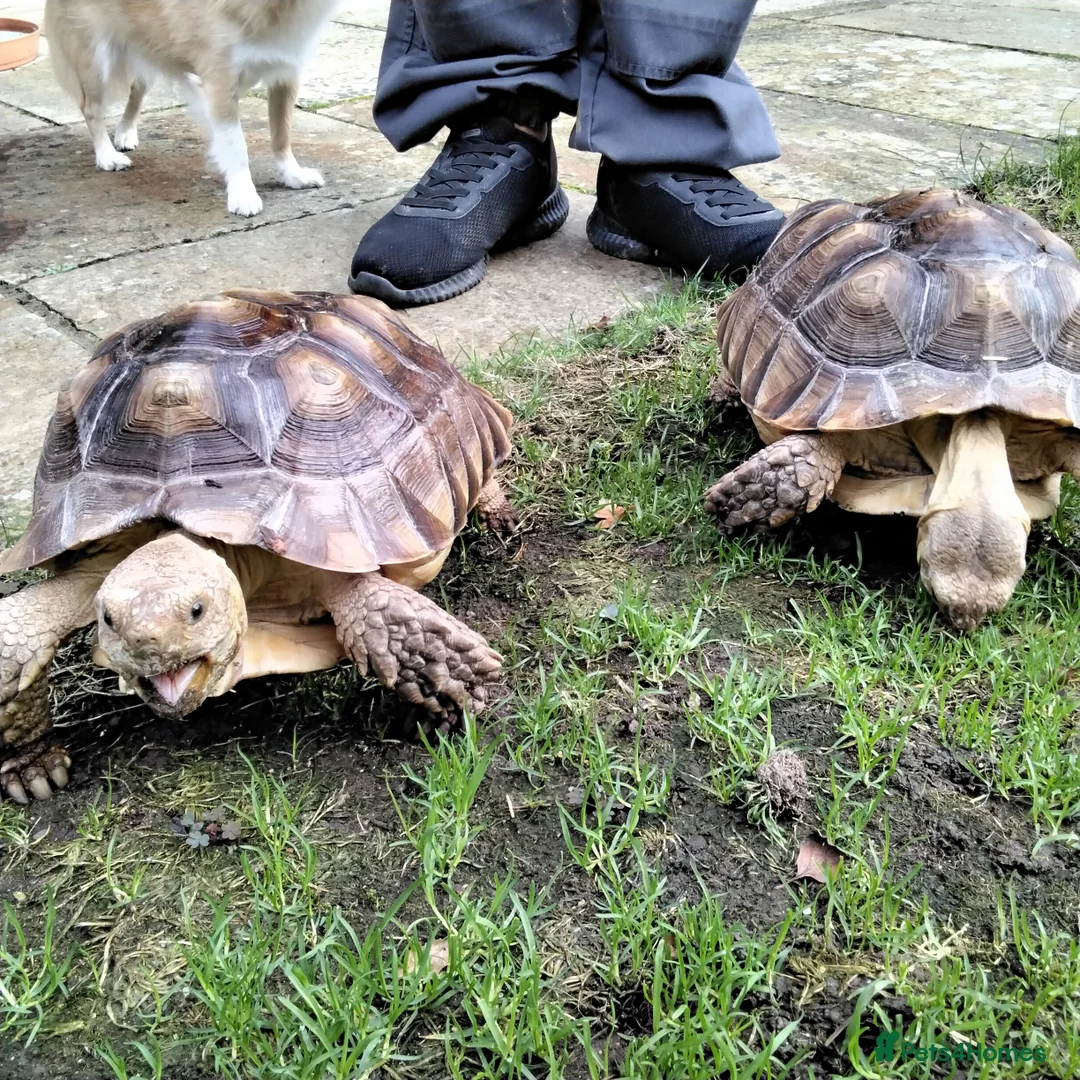Tortoise reptiles for sale: Two Sulcata Tortoise  in Maldon - Advert 1