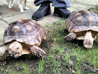 Tortoise reptiles Two Sulcata Tortoise in Maldon - Advert 1