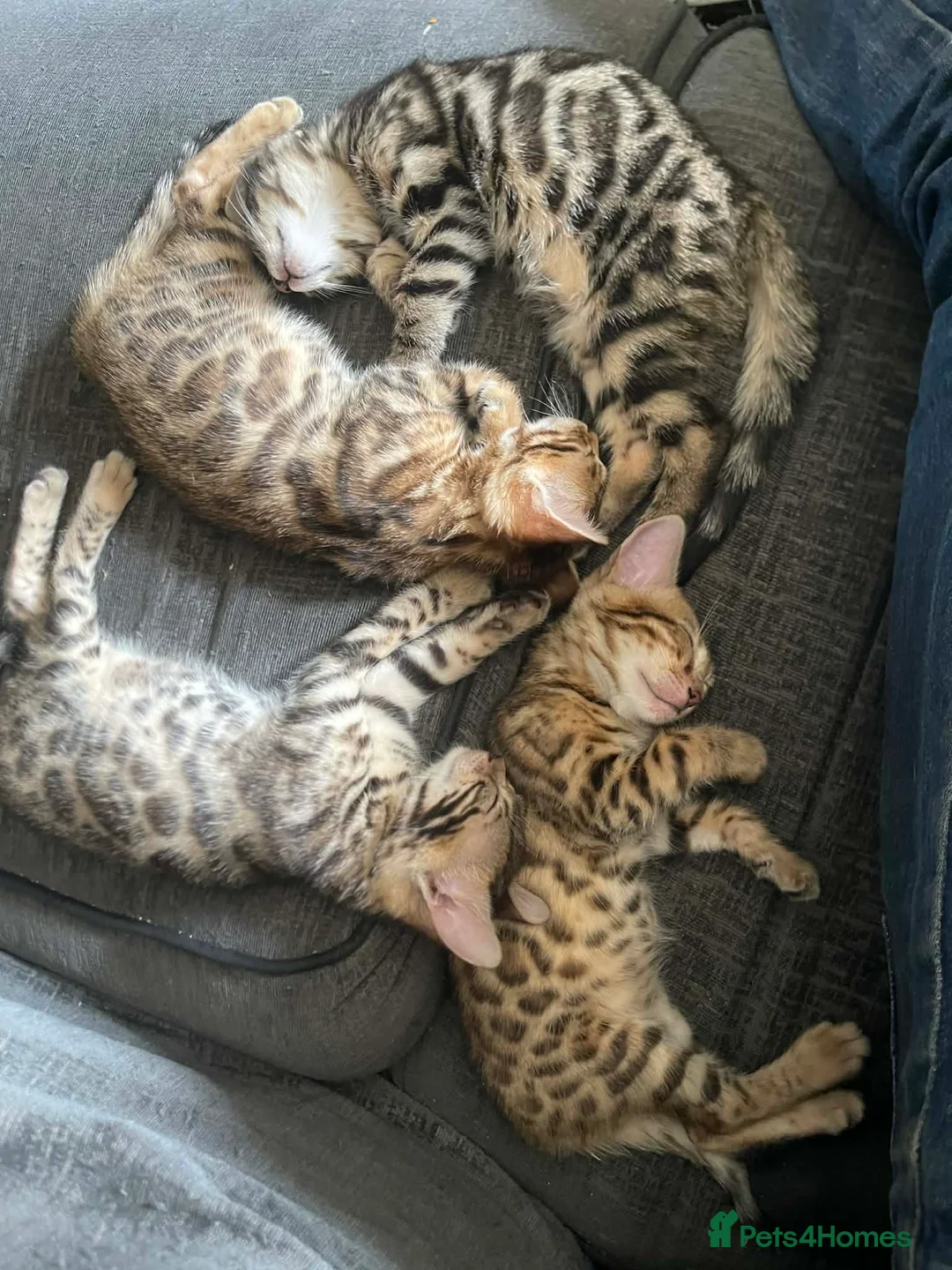Bengal cats for sale: Pure Bengal in West Drayton - Advert 7