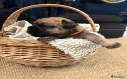 Border Terrier dogs for sale: Gorgeous Border Terrier Puppies looking for homes - Image 20