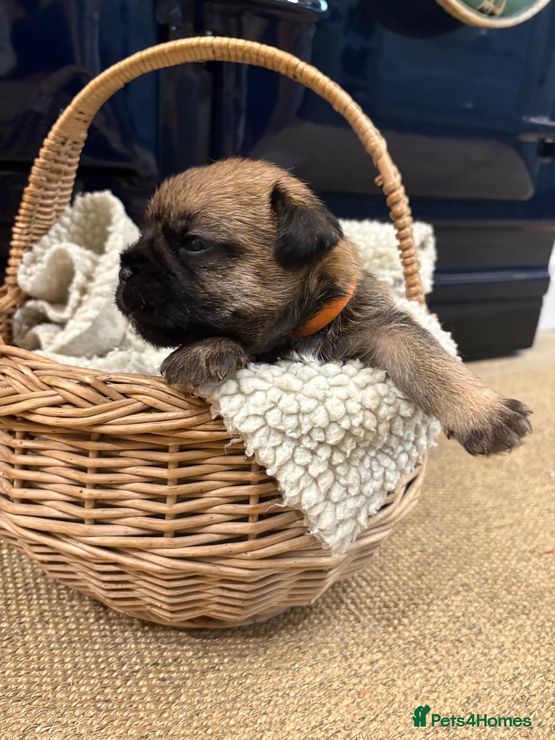 Border Terrier dogs for sale: Gorgeous Border Terrier Puppies looking for homes - Image 20