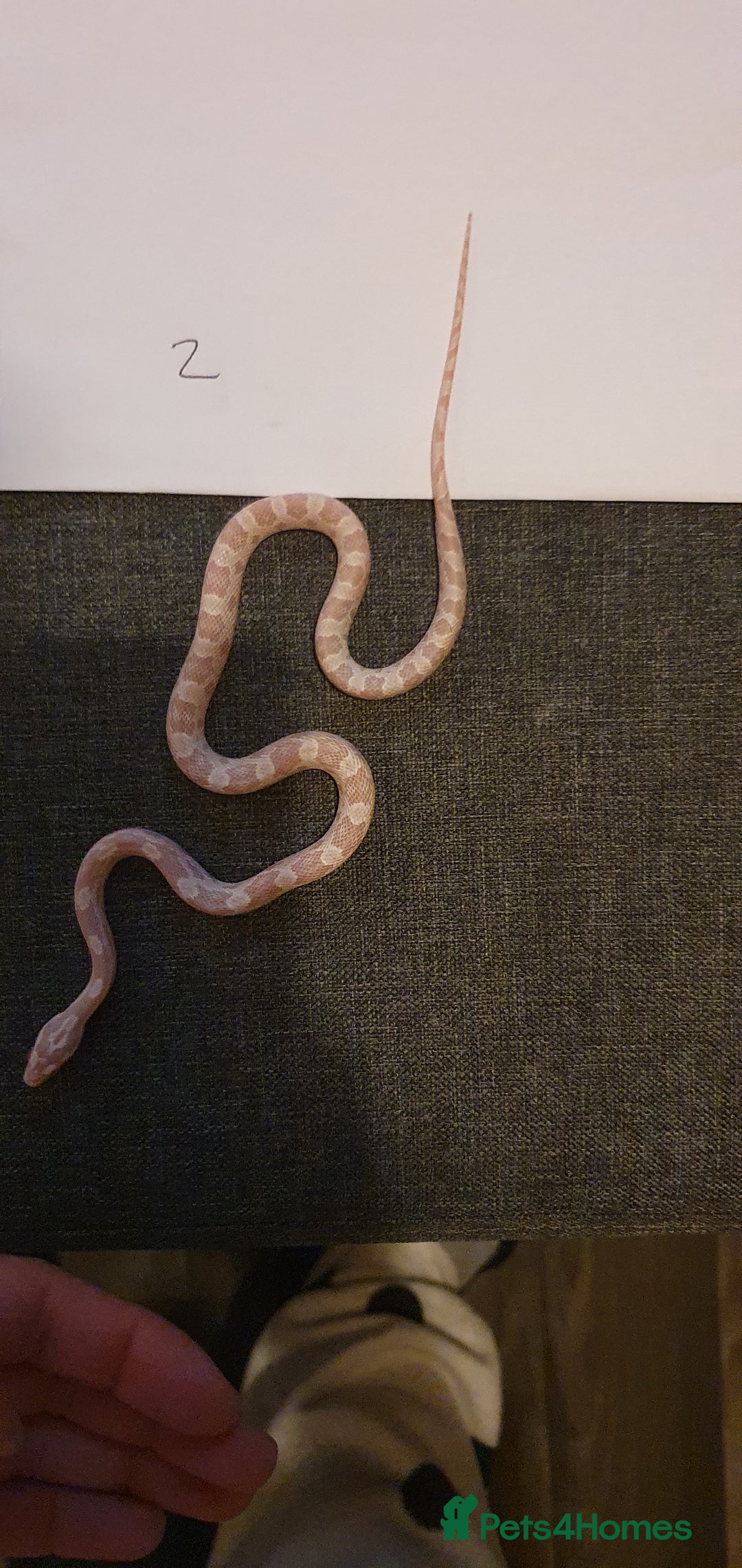 Corn Snake reptiles for sale: 🐍2 left ready to go 🐍 - Image 3