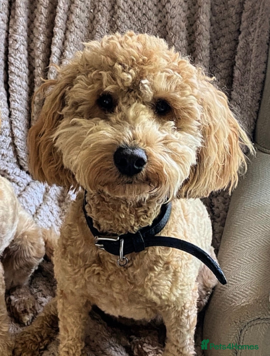 Cockapoo dogs for sale: Teddy Bear Cockapoo Boy- 10 Months Old - Image 2