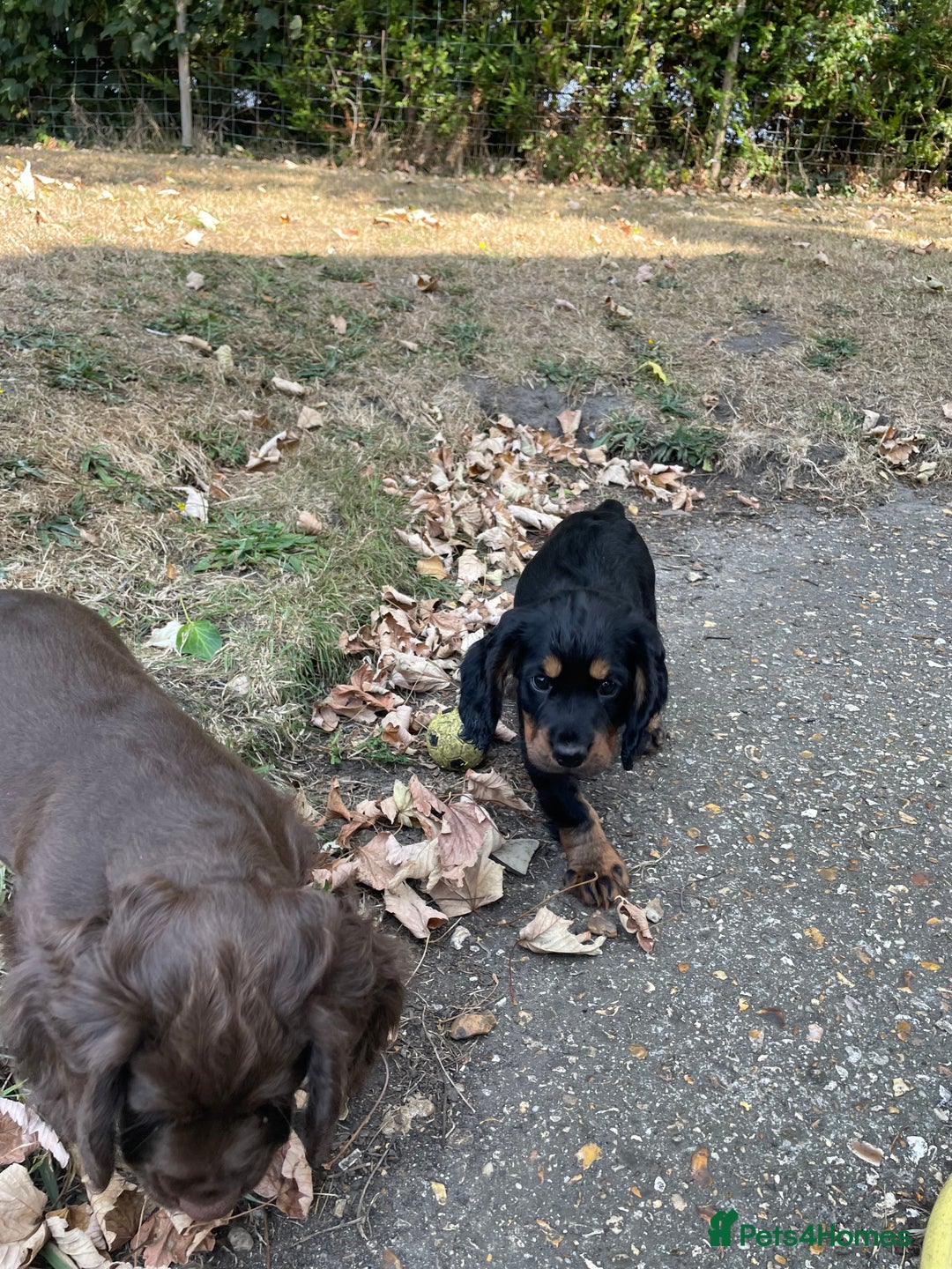 Cocker Spaniel dogs for sale: Working cocker spaniel  - Image 3