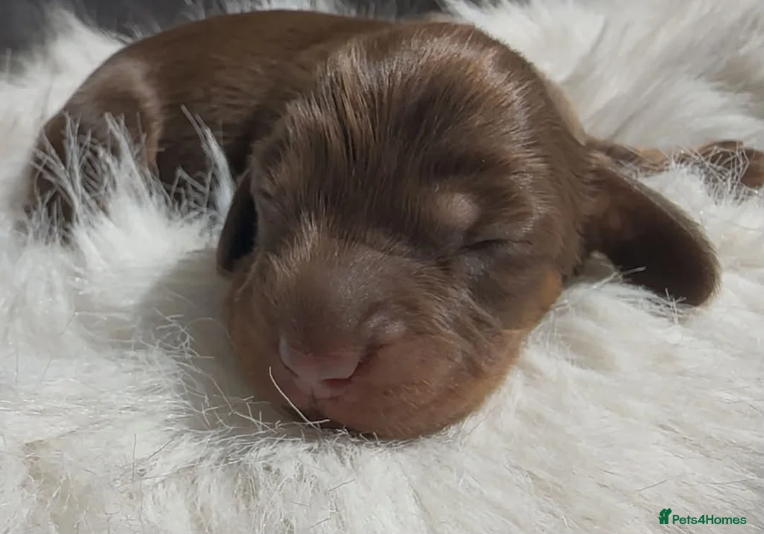 Miniature Dachshund dogs for sale: KC Reg Long Haired Miniature Dachshund Puppies - Advert 2