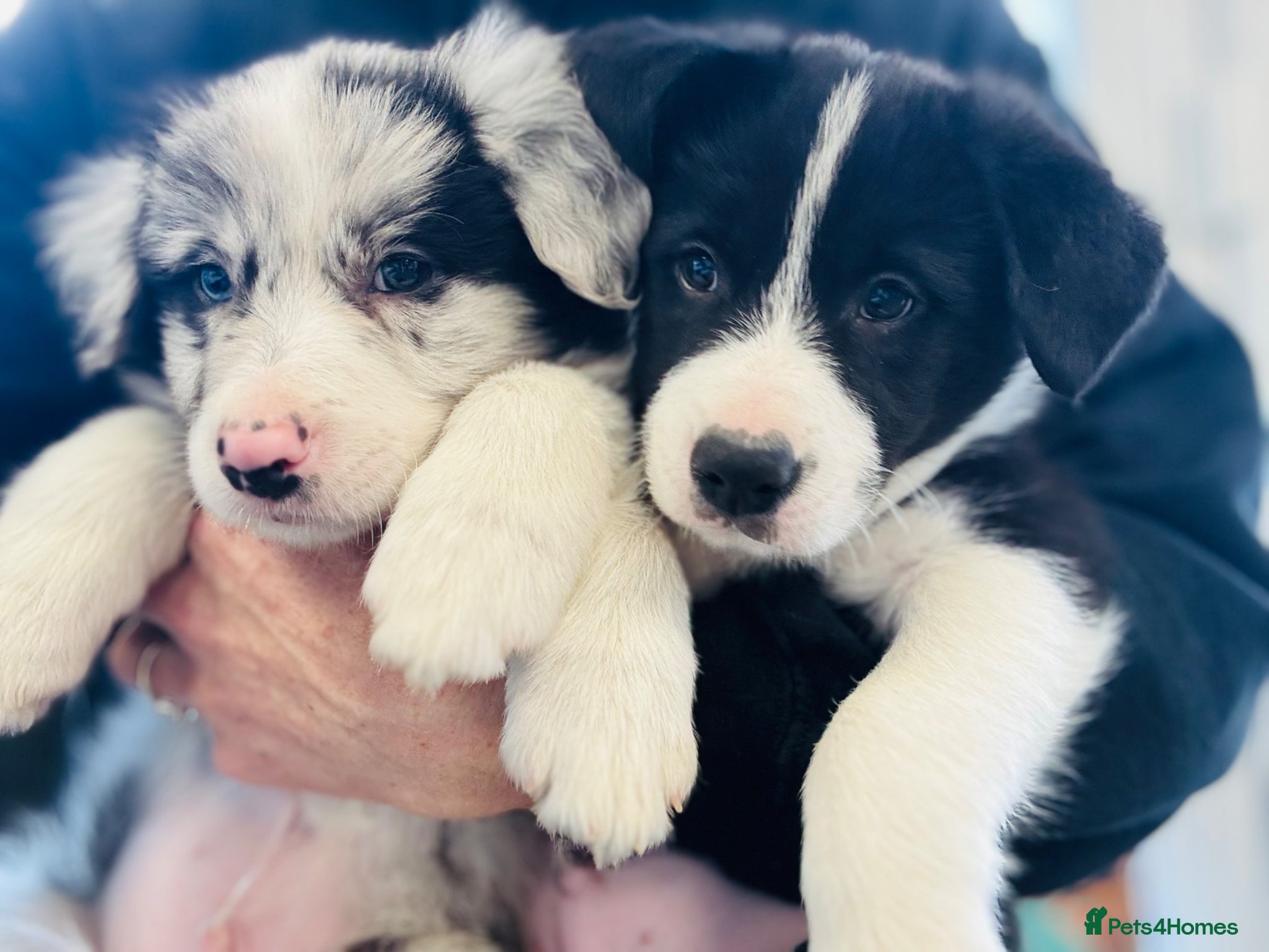Border Collie dogs (KC reg pending) Border Collie Puppies For Sale - Advert 5