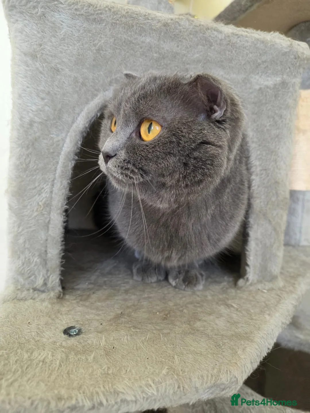 Domestic Shorthair cats for adoption: Lady Grey - Advert 2