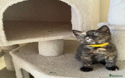 British Shorthair cats for sale: Mix British shorthair kittens for sale  - Image 14
