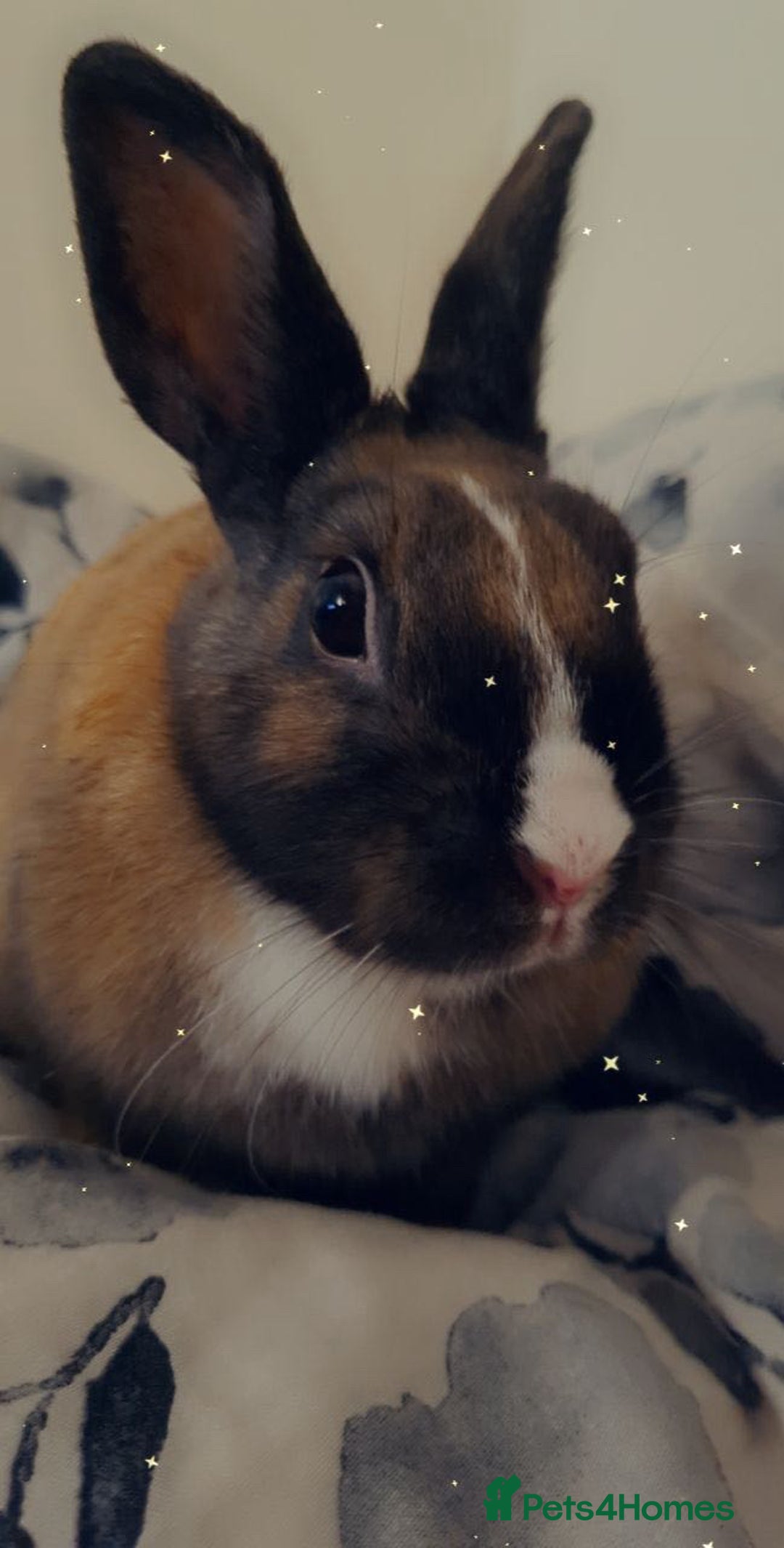 English rabbits for sale: Beautiful rabbit - Image 5
