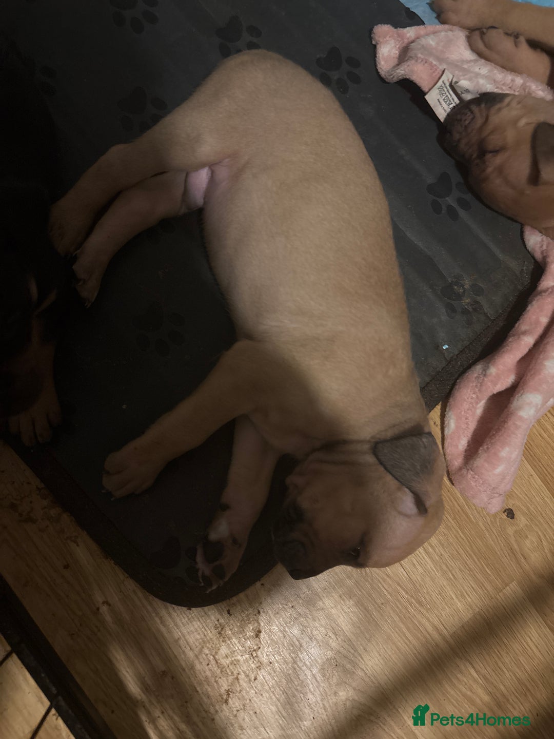 Mixed Breed dogs for sale: mastiffxrottweiler available now last 3 girls left - Advert 24