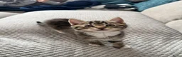 Mixed Breed cats for sale: Kittens for sale  - Advert 2