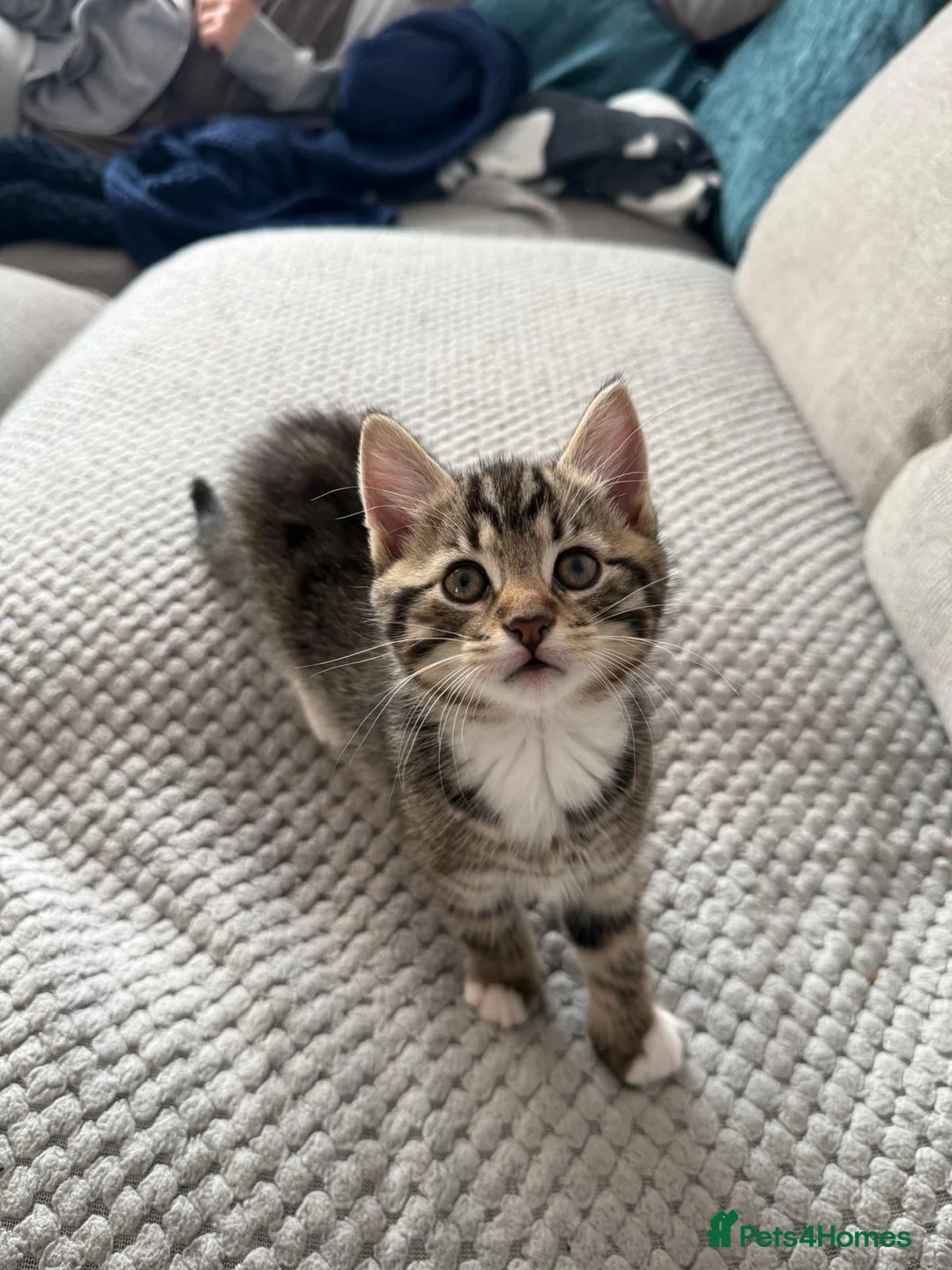 Mixed Breed cats for sale: Kittens for sale  - Advert 2