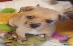 Mixed Breed dogs for sale: Pug X Collie pups (Pugollies) 3 Boys 2 Girls - Advert 5