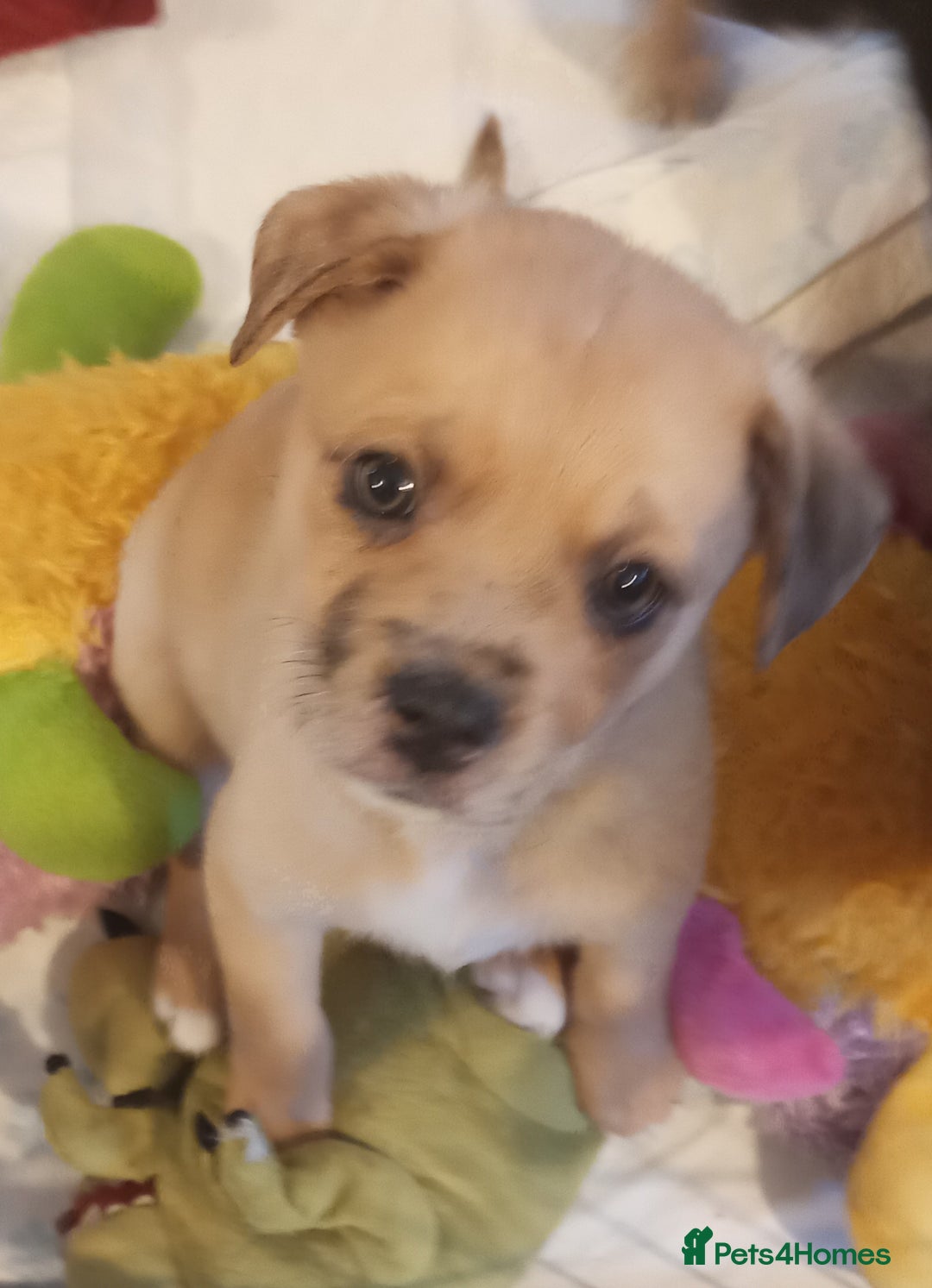 Mixed Breed dogs for sale: Pug X Collie pups (Pugollies) 3 Boys 2 Girls - Advert 5
