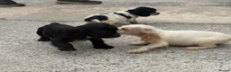 Cocker Spaniel dogs for sale: Cocker spaniel puppies  in Llanelli - Advert 3