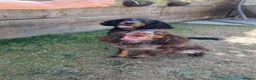 Cocker Spaniel dogs for sale: Gorgeous Cocker Spaniels - Advert 5